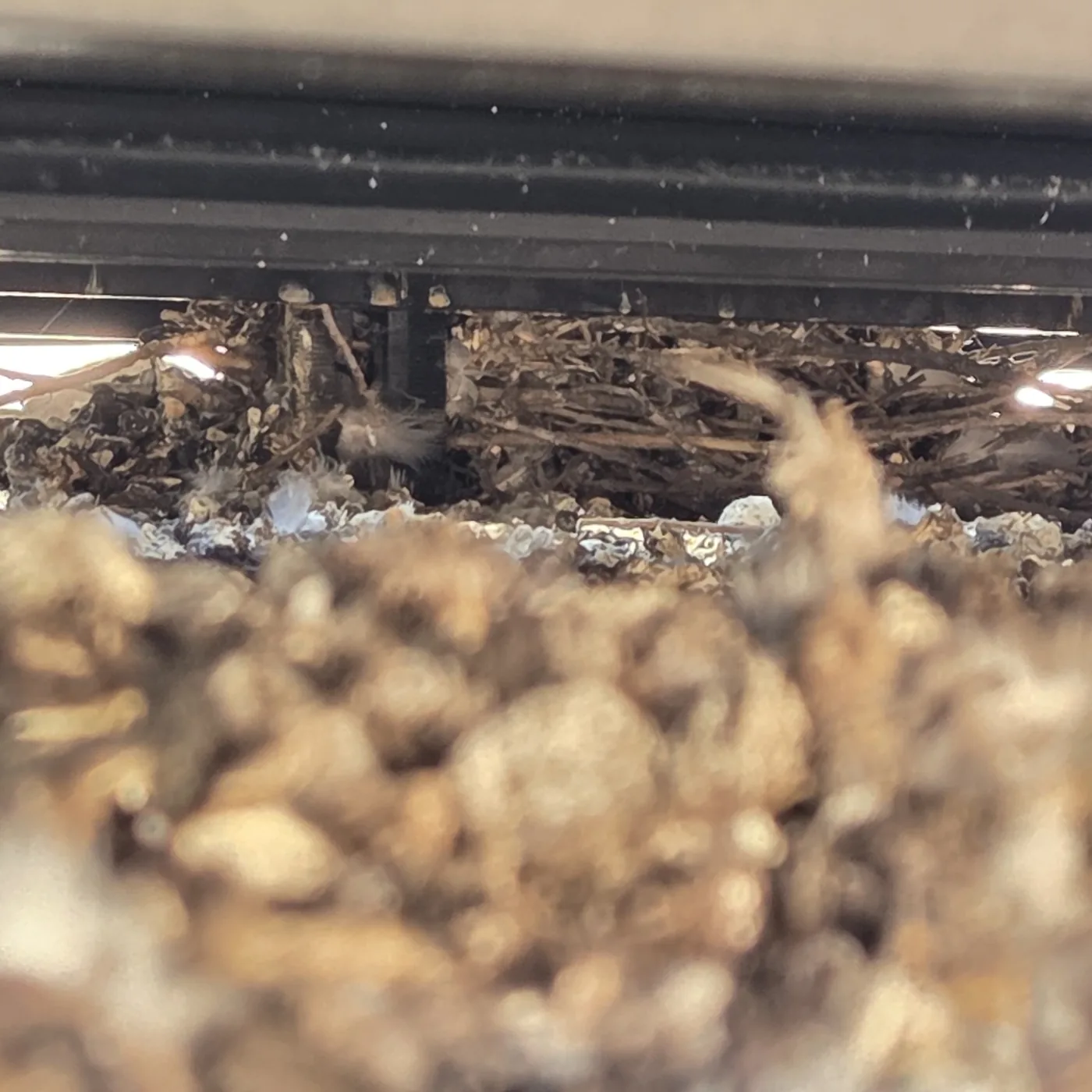 Bird nesting debris beneath solar panels